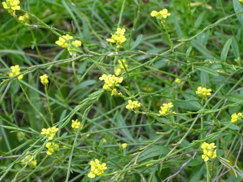 Black Mustard (Brassica nigra)