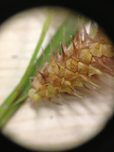 Shallow Sedge (Carex lurida)