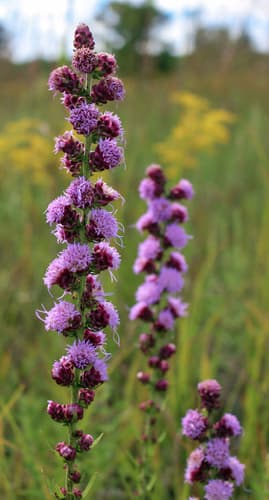 Tall Blazing Star (Liatris aspera)