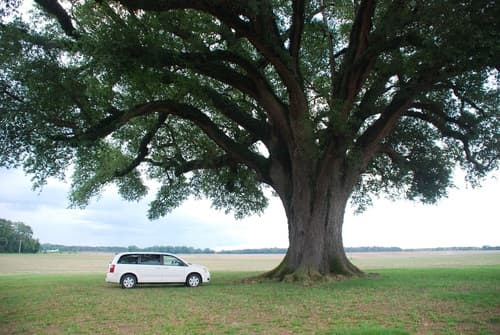 Live Oak (Quercus virginiana)