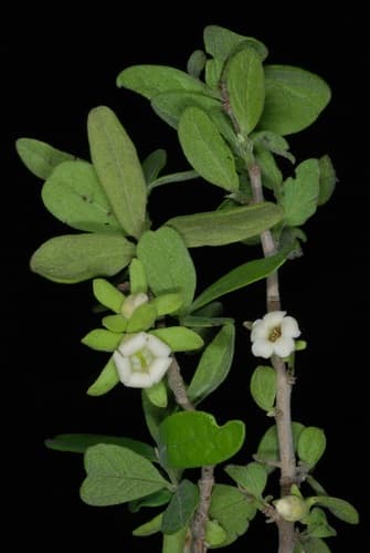 Texas Persimmon (Diospyros texana)
