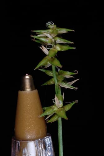 Texas Sedge (Carex texensis)