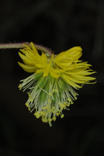 Tropical Puff (Neptunia pubescens)