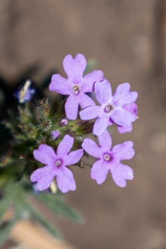 Prairie Verbena (Glandularia bipinnatifida)