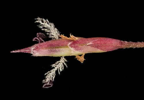 Purple Love Grass (Eragrostis spectabilis)