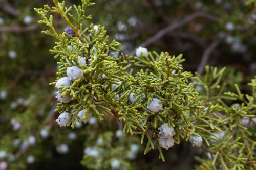 California juniper (Juniperus californica)
