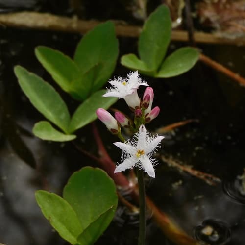 Bog-bean (Menyanthes trifoliata)