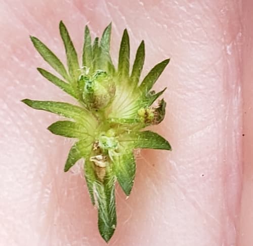 Virginia Copperleaf (Acalypha virginica)