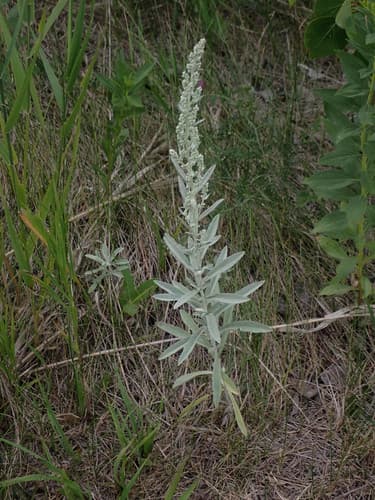 Louisiana Sagewort (Artemisia ludoviciana)