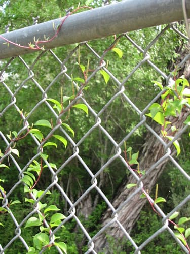 Texas Madeiravine (Anredera vesicaria)