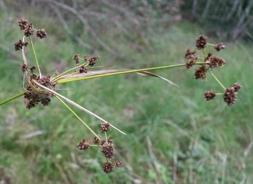 Georgia Bulrush (Scirpus georgianus)
