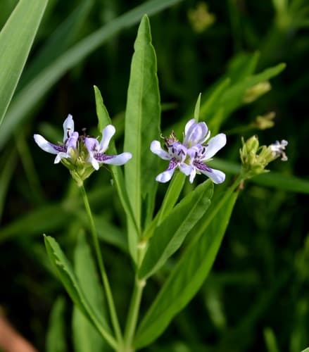 Water Willow (Justicia americana)
