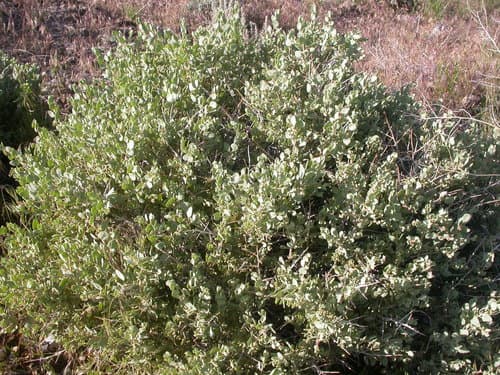 Shadscale saltbush (Atriplex confertifolia)