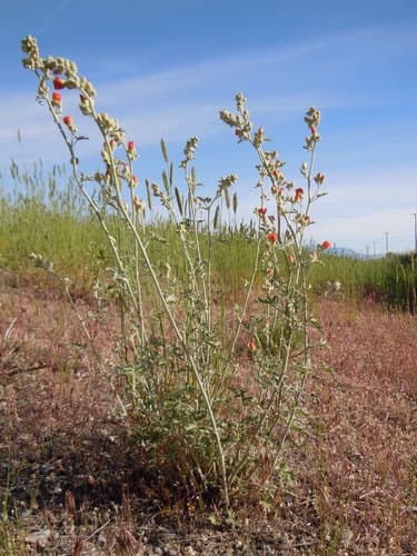 Gooseberry-leaf Globemallow (Sphaeralcea grossulariifolia)