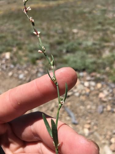 Sawatch Knotweed (Polygonum sawatchense)
