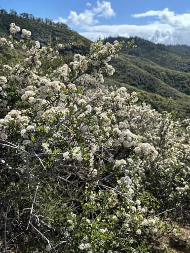 Cuneate Ceanothus (Ceanothus cuneatus)