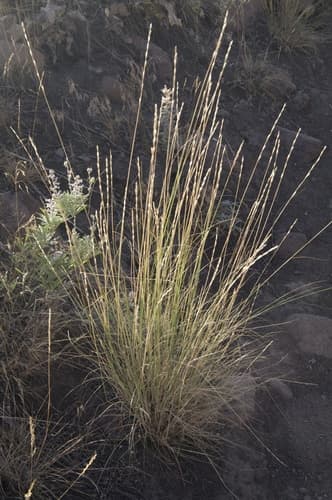 Beardless Wheatgrass (Pseudoroegneria spicata)