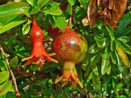Pomegranate (Punica granatum)