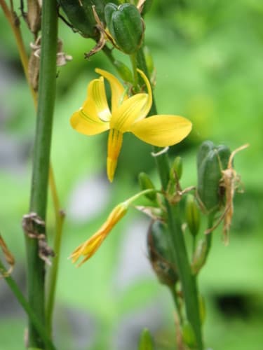 Texas Craglily (Echeandia texensis)