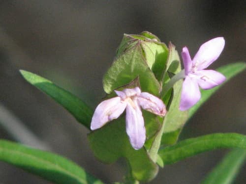 Wild Shrimp Plant (Yeatesia platystegia)