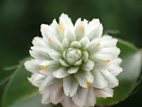 Gomphrena Weed (Gomphrena serrata)