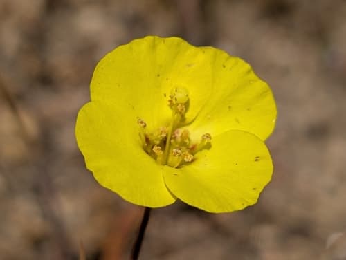 Mojave Suncup (Camissonia campestris)