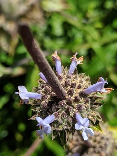 Black Sage (Salvia mellifera)