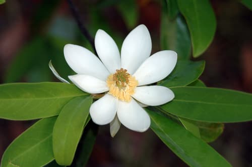 Sweetbay Magnolia (Magnolia virginiana)