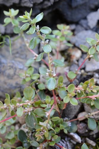 Broadleaf Knotweed (Polygonum minimum)