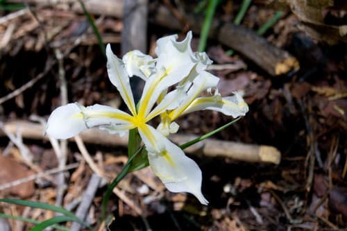 Sierra Iris (Iris hartwegii)