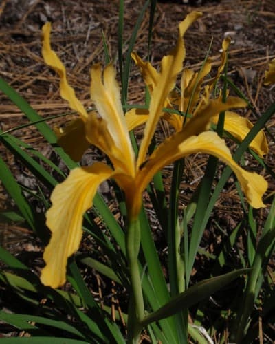 Sierra Iris (Iris hartwegii)