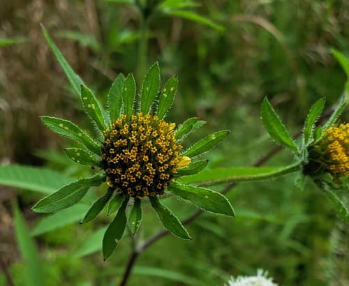 Tall Beggar-ticks (Bidens vulgata)