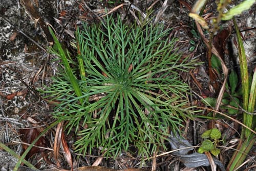 Standing Cypress (Ipomopsis rubra)