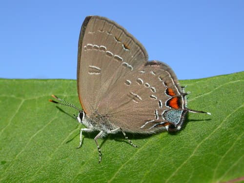 Banded Hairstreak (Satyrium calanus)