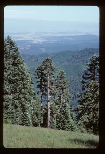 Red fir (Abies procera)