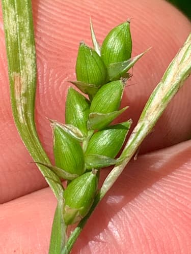 Inflated Narrow-leaf Sedge (Carex grisea)