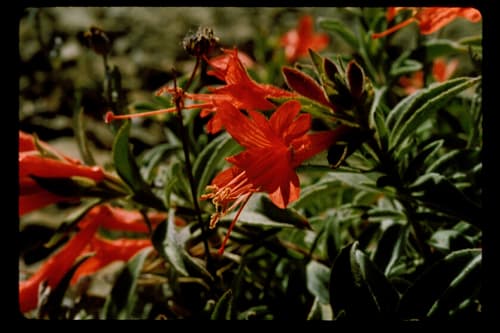 (Epilobium septentrionale)