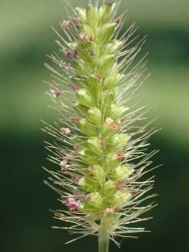 Feather Pennisetum (Setaria parviflora)