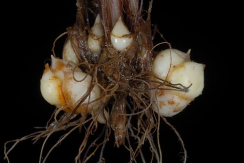 Bulbous Woodrush (Luzula bulbosa)