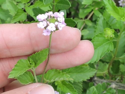 Velvet Lantana (Lantana achyranthifolia)