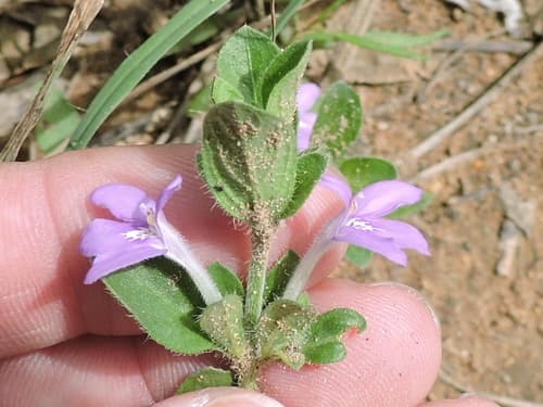 Hairy Tube-tongue (Justicia pilosella)