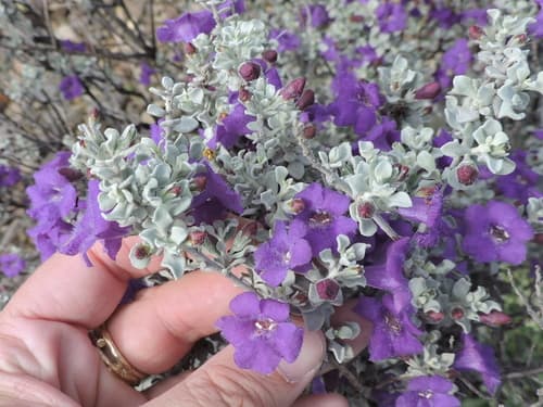 Silver cloud Texas sage (Leucophyllum candidum)