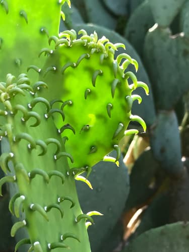 Spineless prickly pear (Opuntia ellisiana)