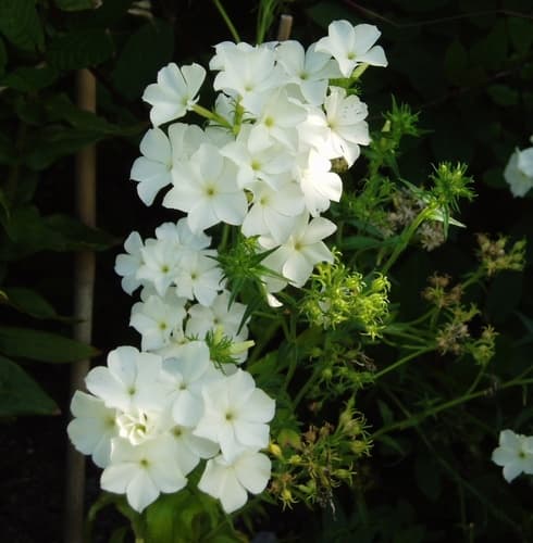 Drummond's Phlox (Phlox drummondii)