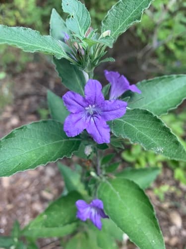 Drummond's Wild Petunia (Ruellia drummondiana)