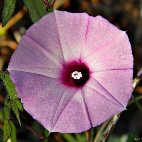 Purple Bindweed (Ipomoea cordatotriloba)