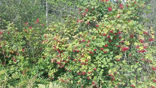 Crampbark (Viburnum opulus)