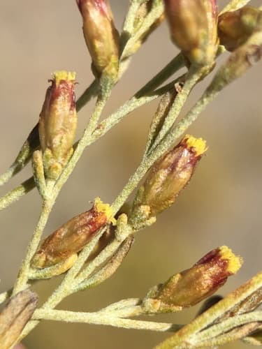 Black Sagebrush (Artemisia nova)
