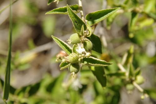 Bush Croton (Croton fruticulosus)