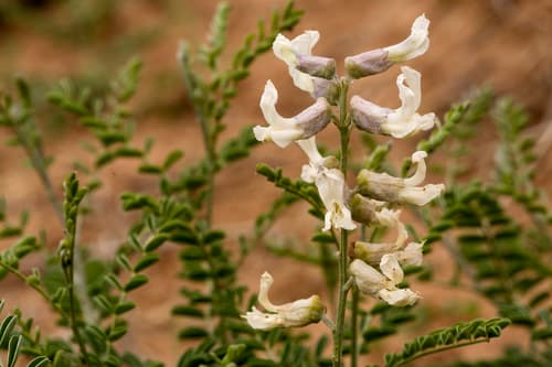 Silky Sophora (Sophora nuttalliana)